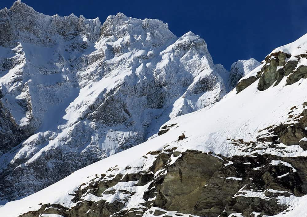 cervinia ski powder